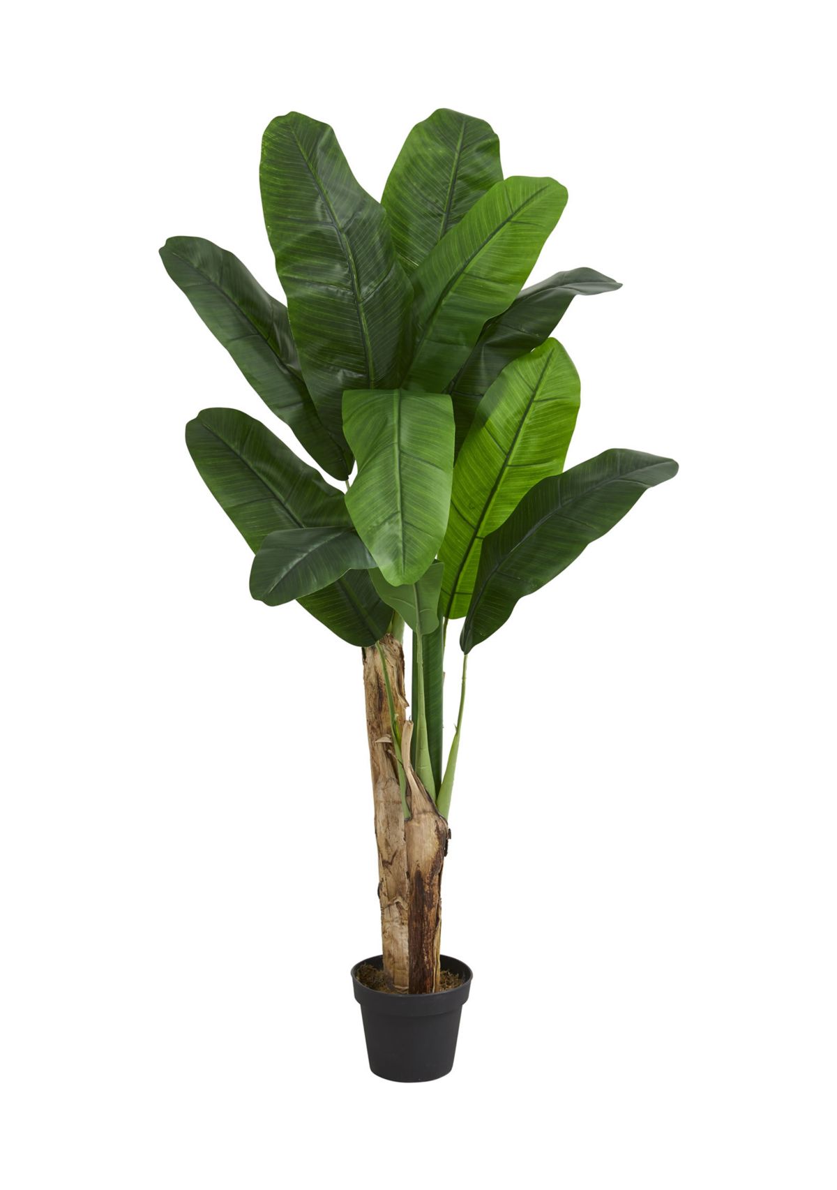Double Stalk Banana Tree