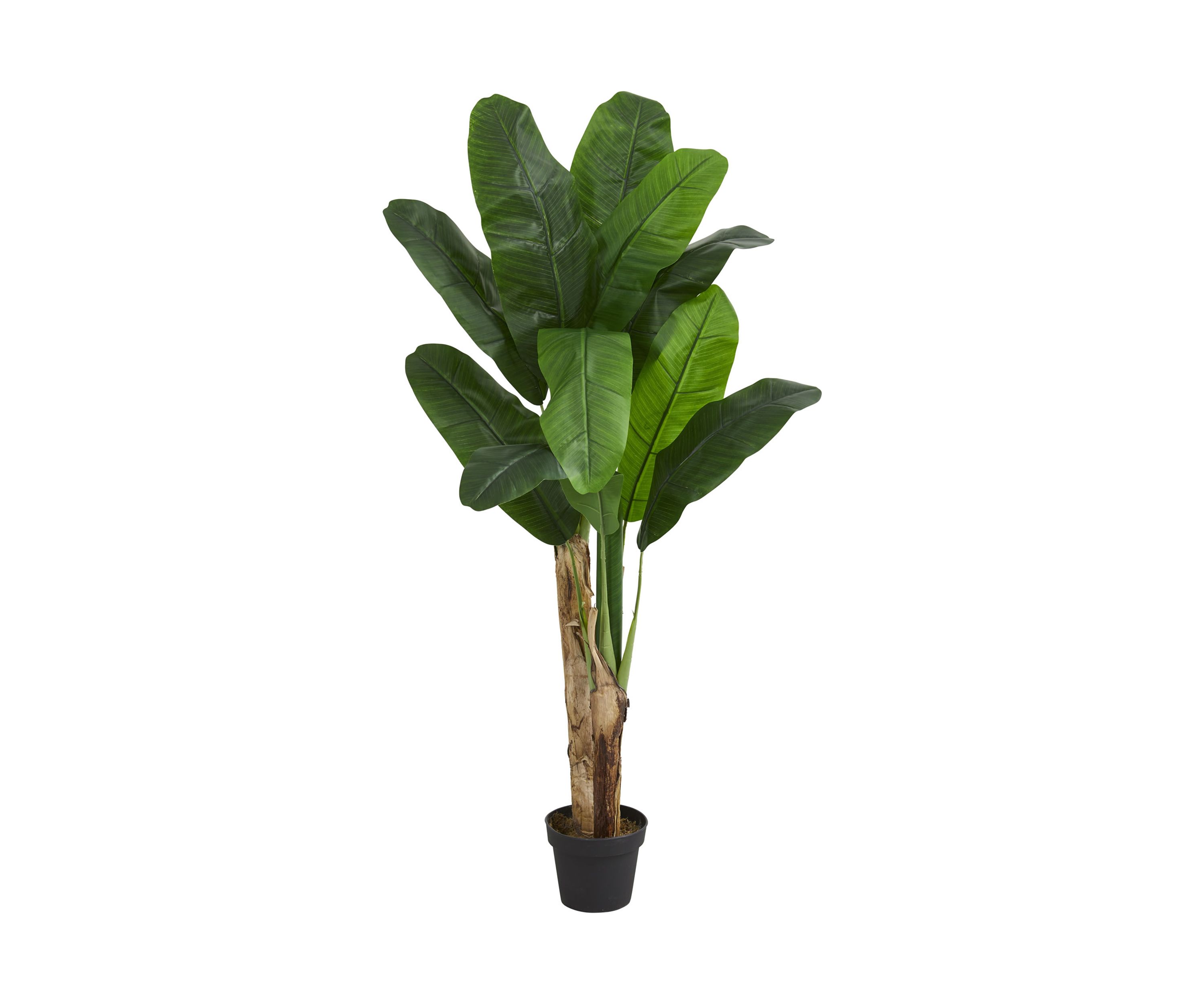 Double Stalk Banana Tree