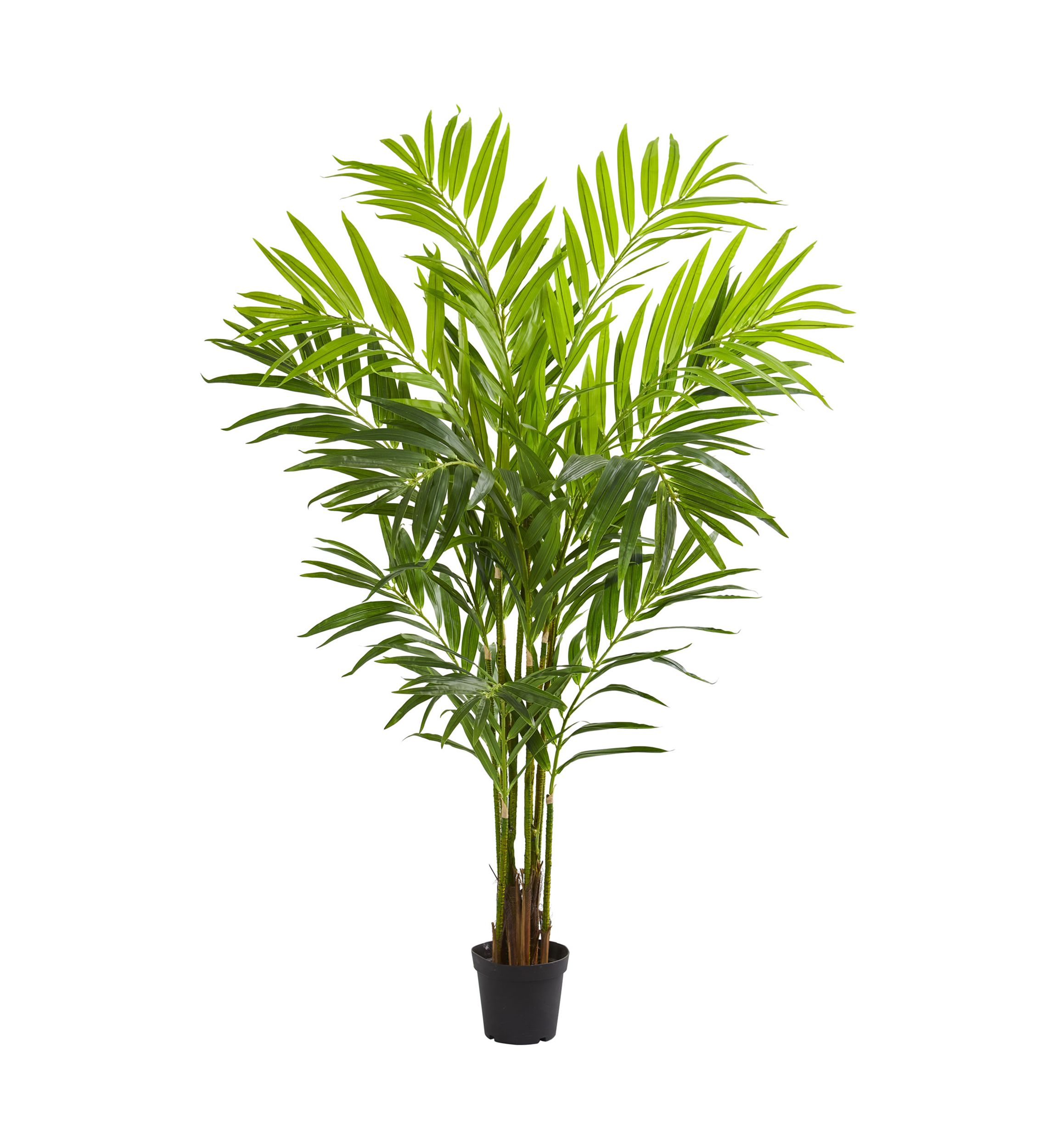 King Palm Tree