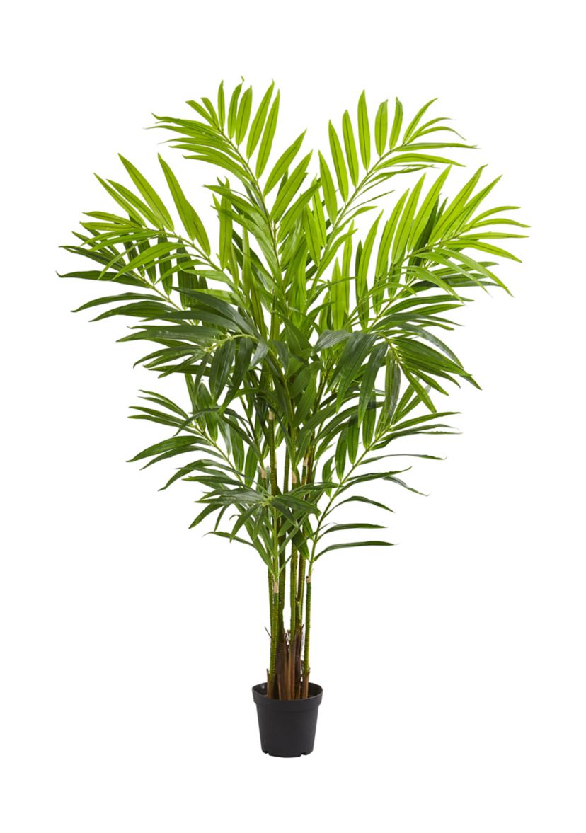 King Palm Tree