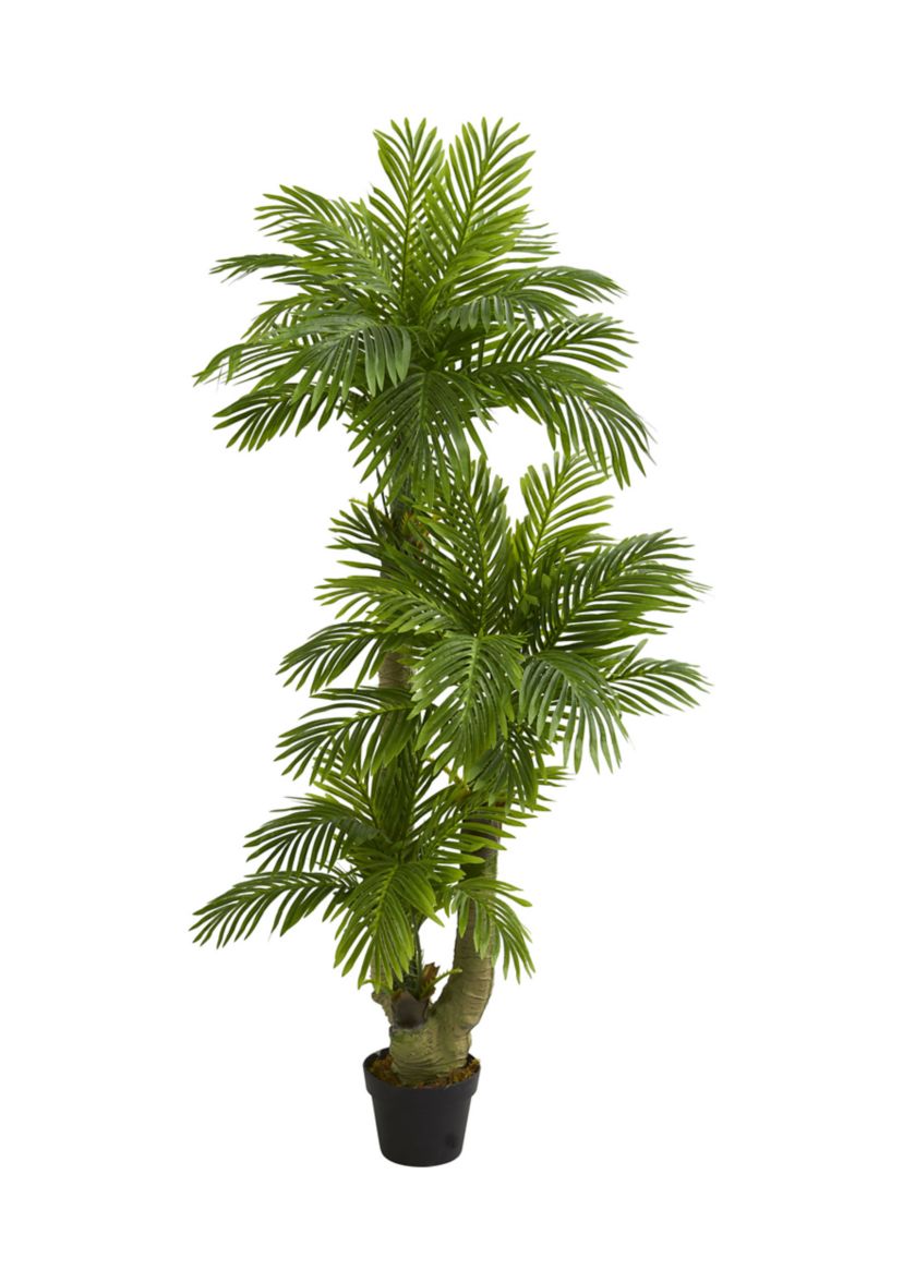 Triple Phoenix Palm Tree