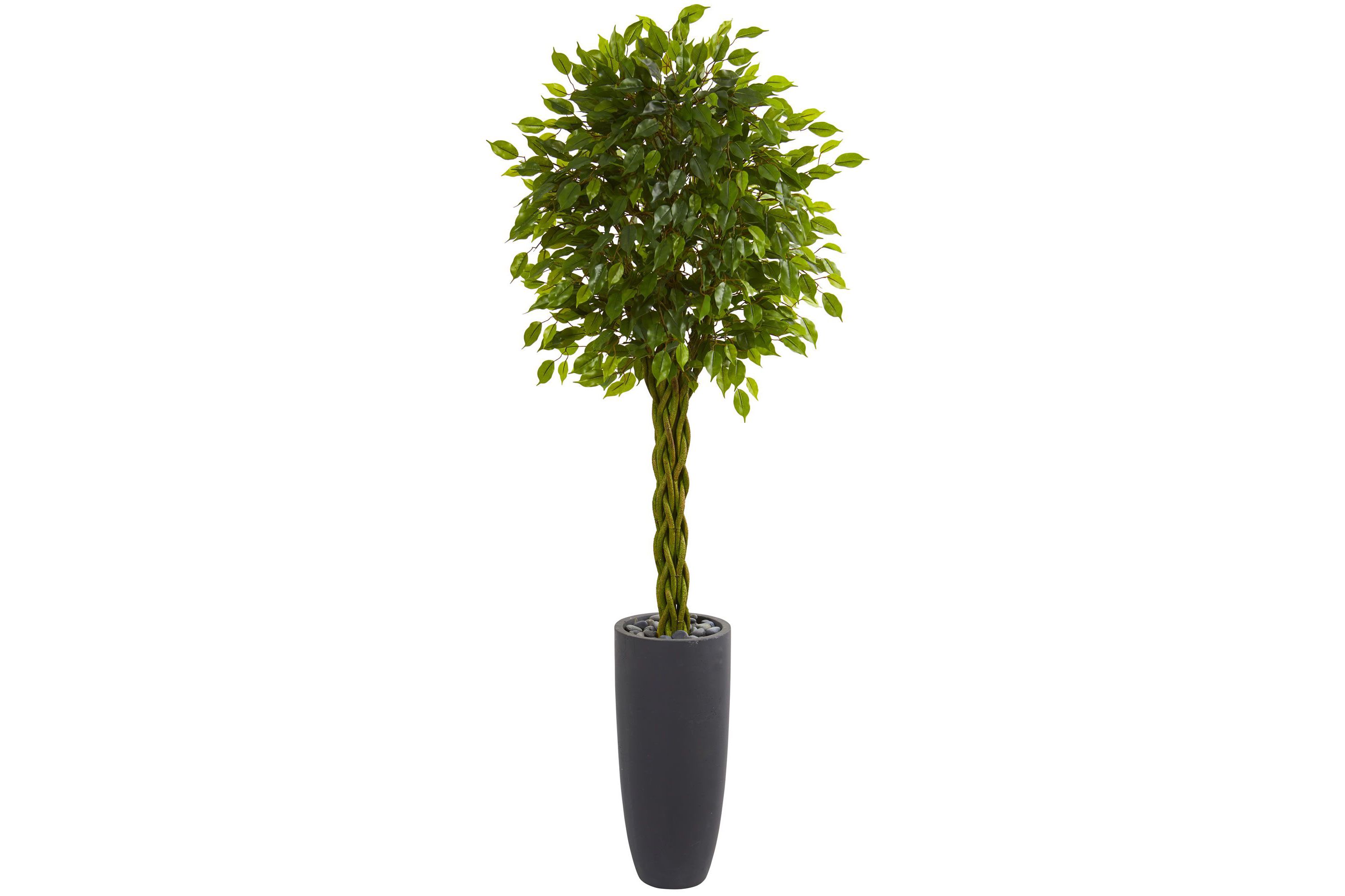 6.5-Foot Braided Ficus Artificial Tree in Cylinder Planter UV Resistant (Indoor/Outdoor)