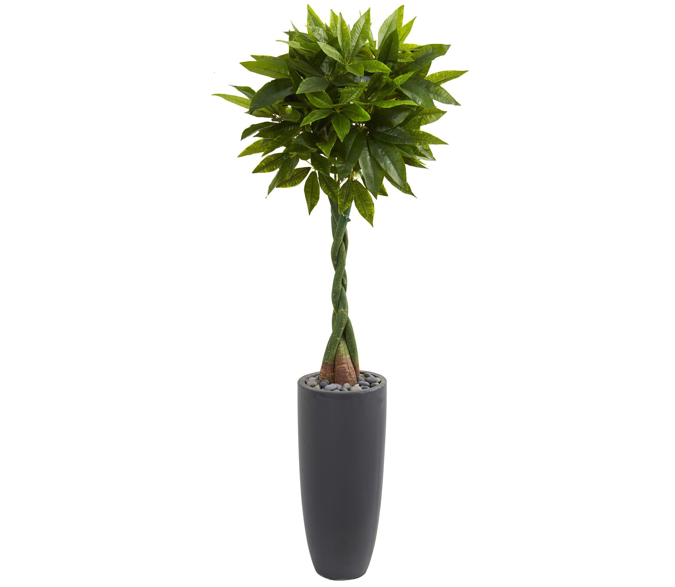 6-Foot Money Artificial Tree in Gray Cylinder Planter (Real Touch)