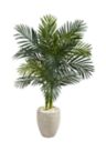 Golden Cane Palm Tree in Oval Planter