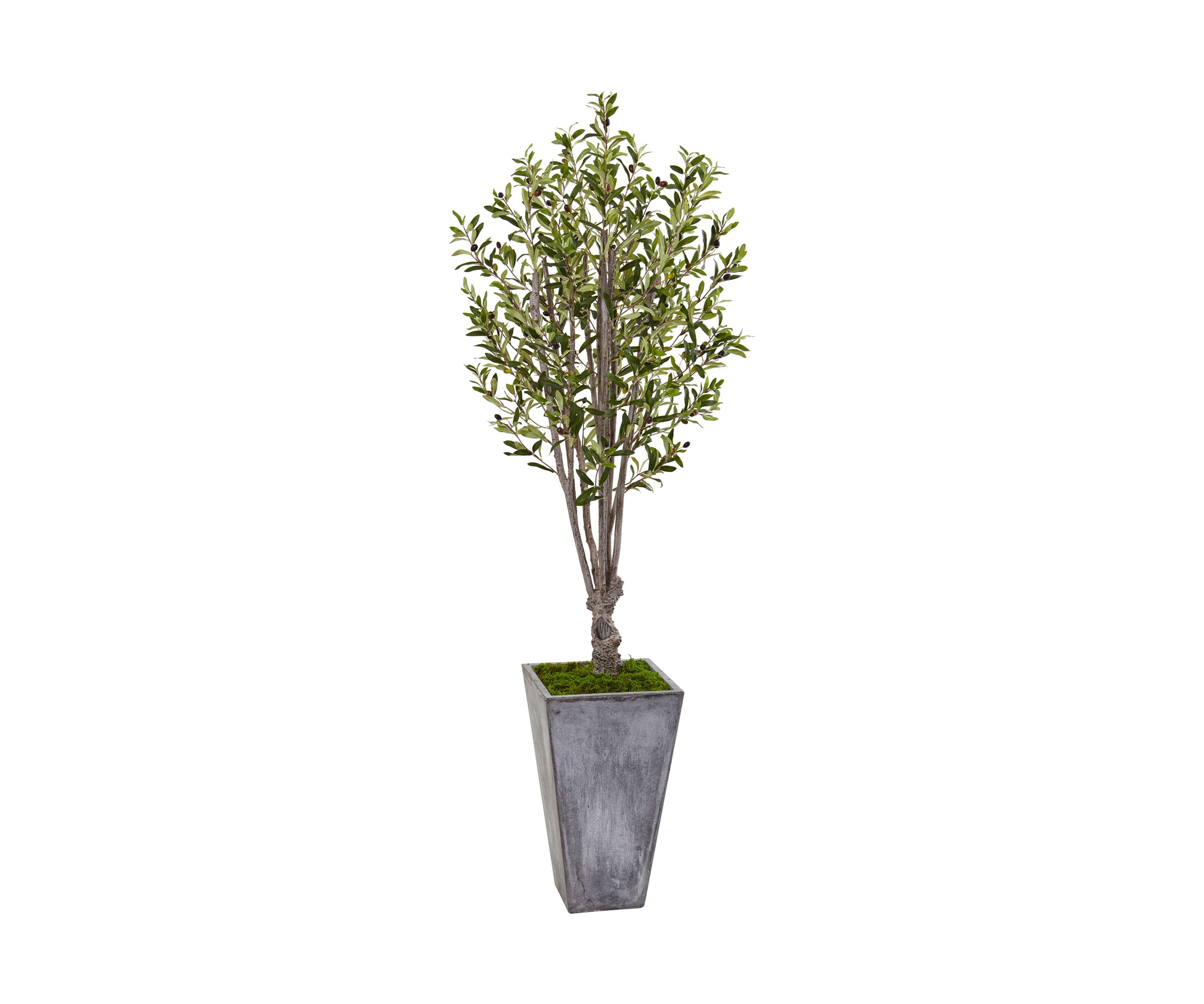 Olive Tree in Stone Planter