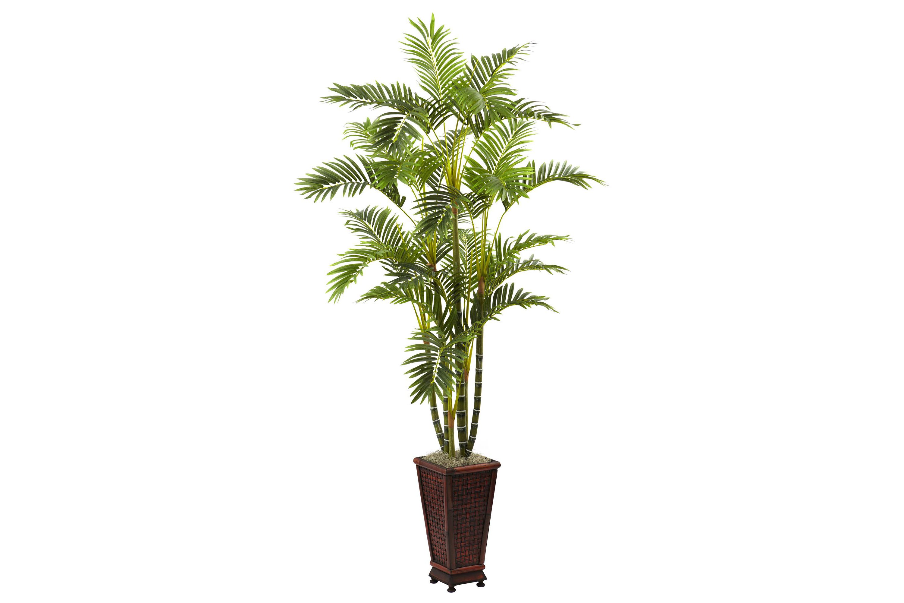 6.5 Areca with Decorative Planter