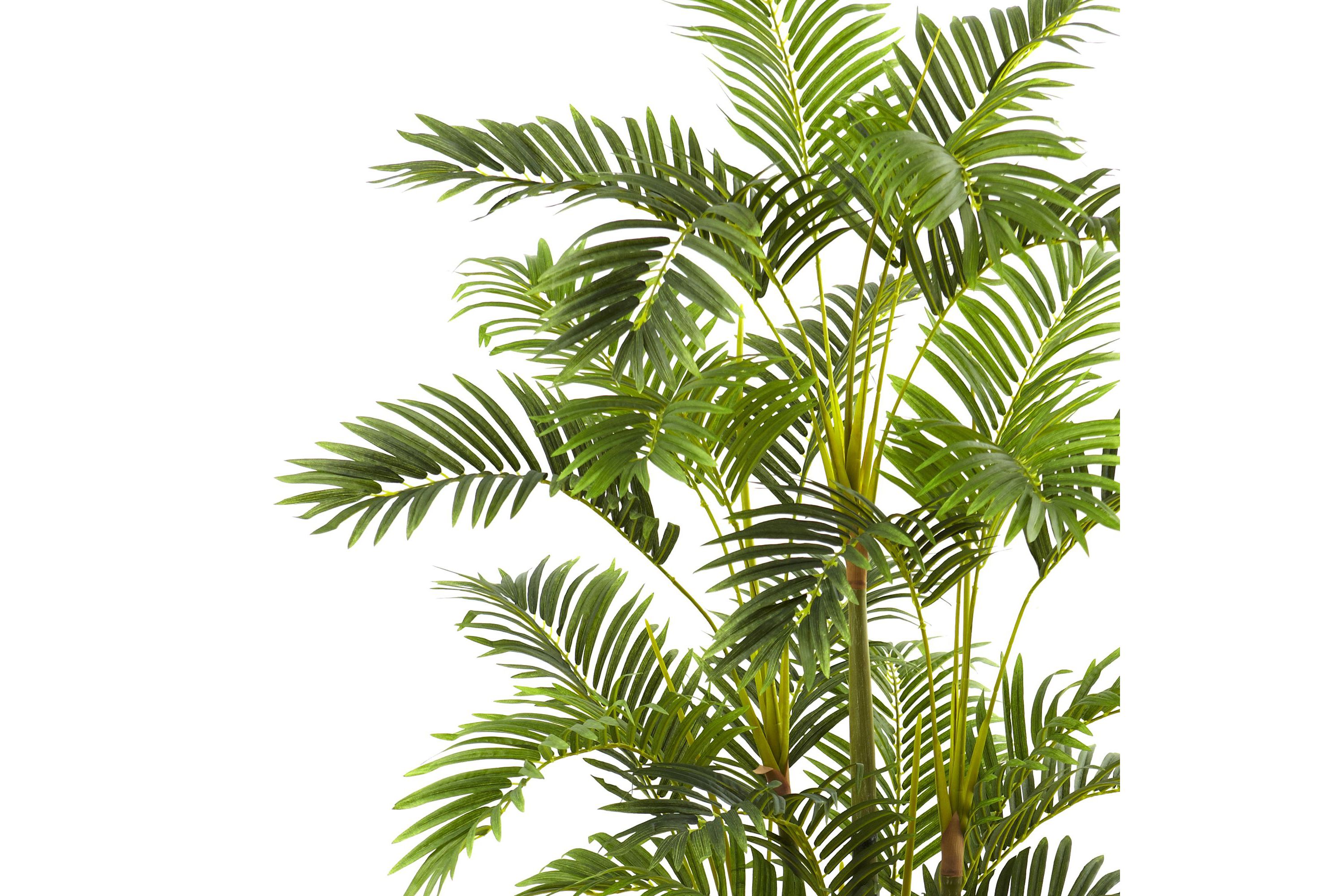 6.5 Areca with Decorative Planter
