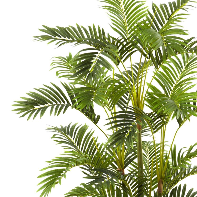 6.5 Areca with Decorative Planter