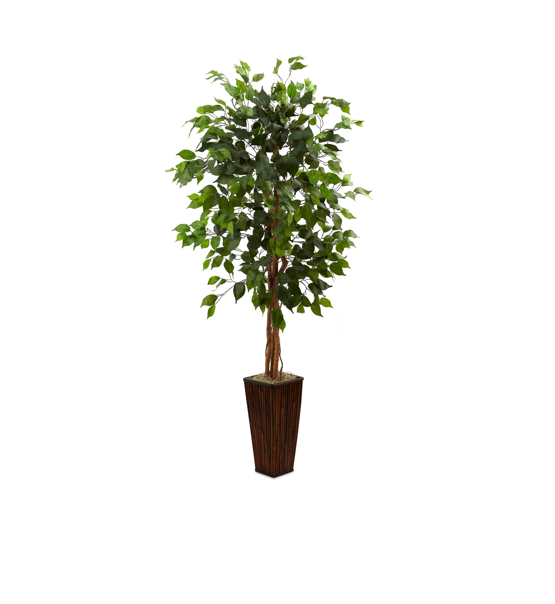 Ficus Tree with Bamboo Planter