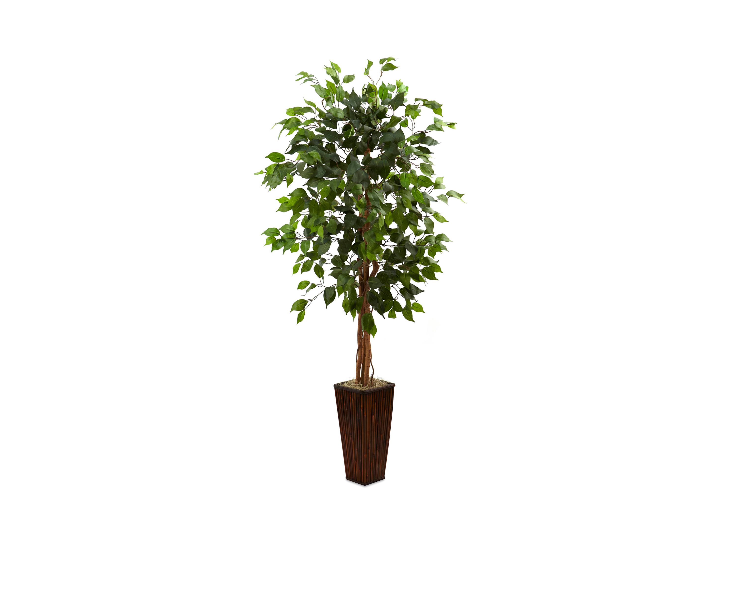 Ficus Tree with Bamboo Planter