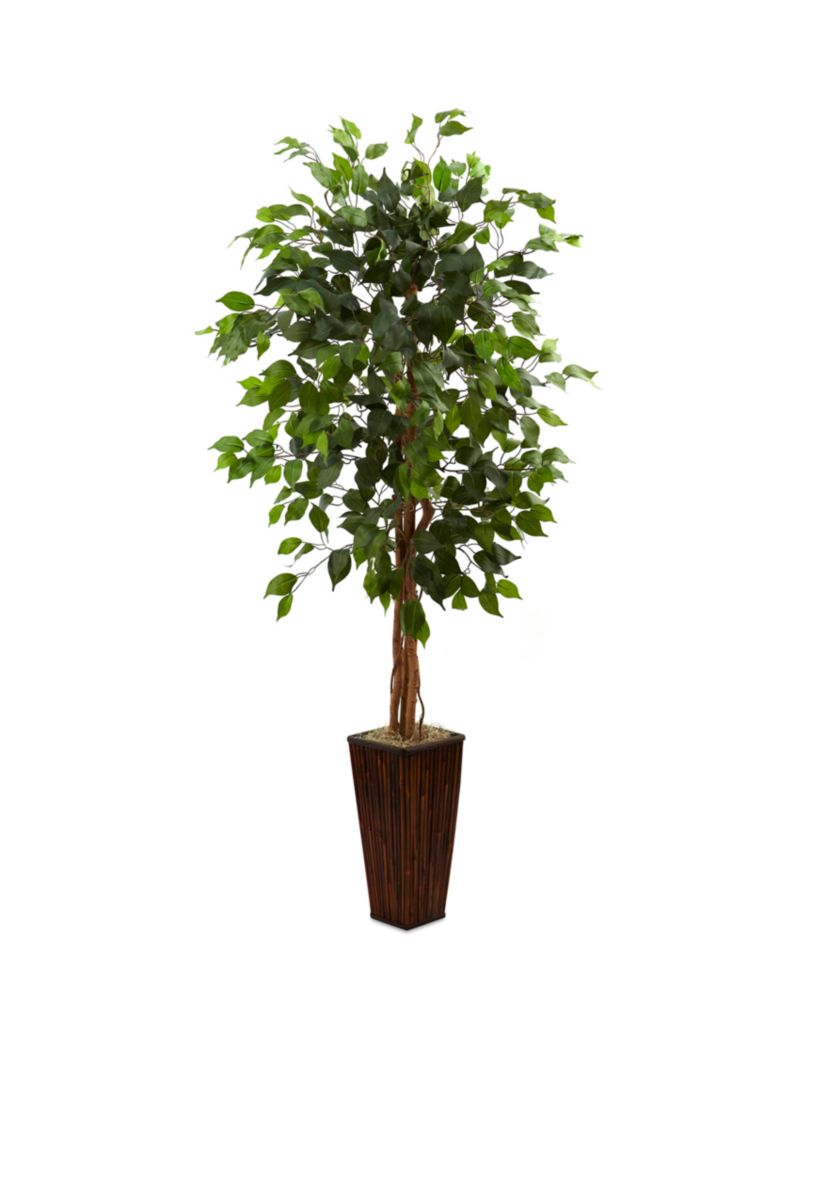 Ficus Tree with Bamboo Planter