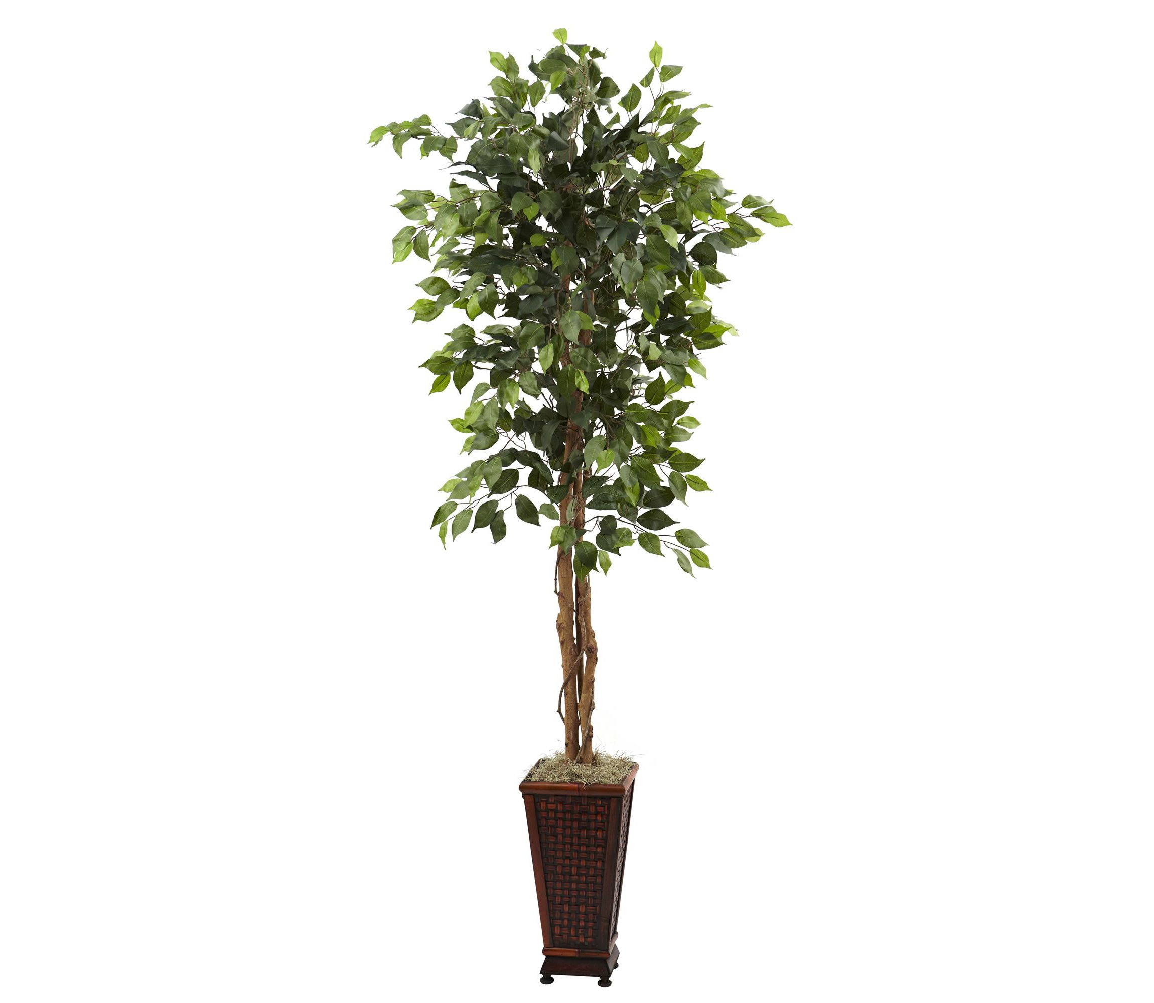 6.5 Foot Ficus with Decorative Planter