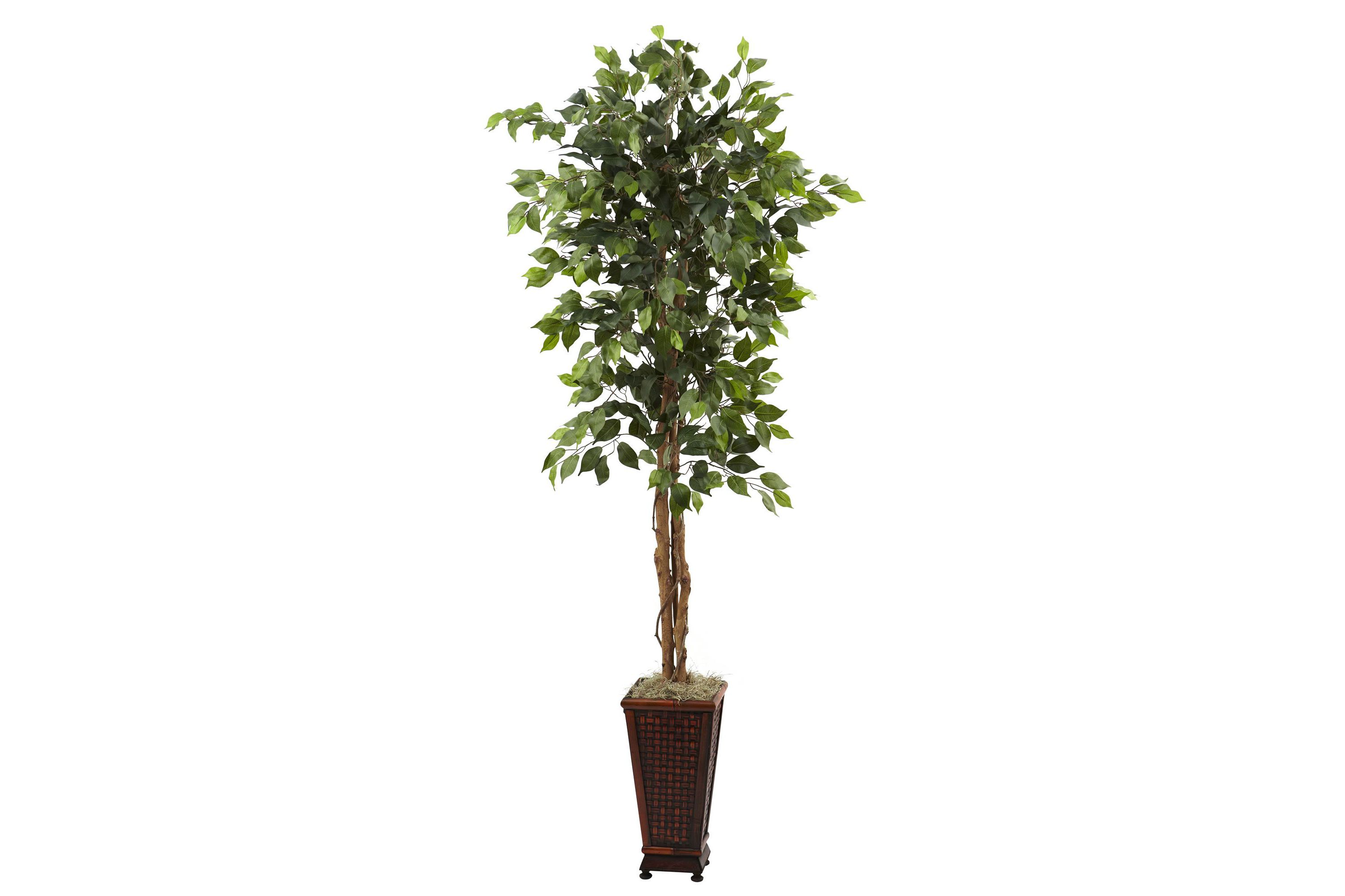 6.5 Foot Ficus with Decorative Planter