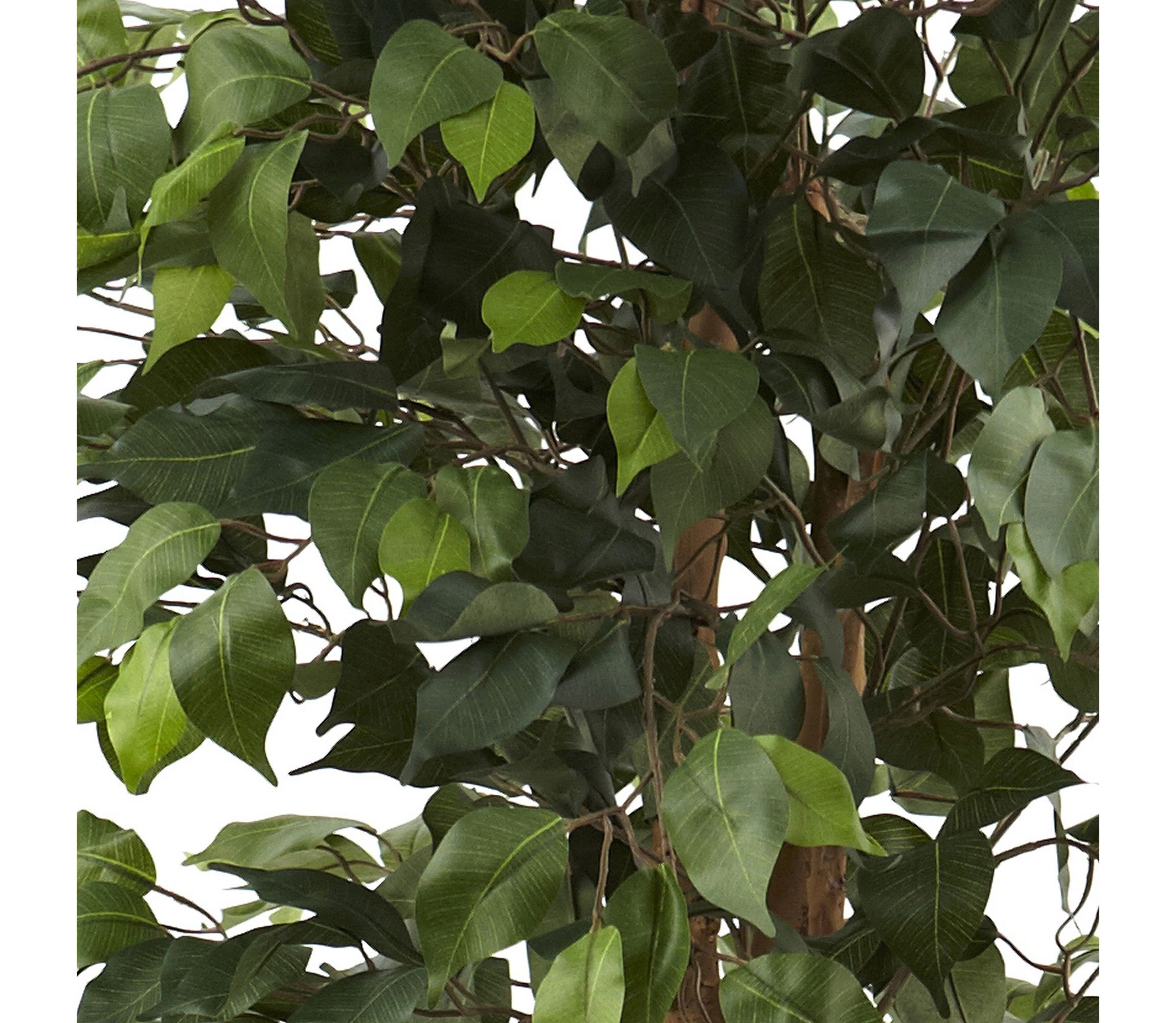 6.5 Foot Ficus with Decorative Planter
