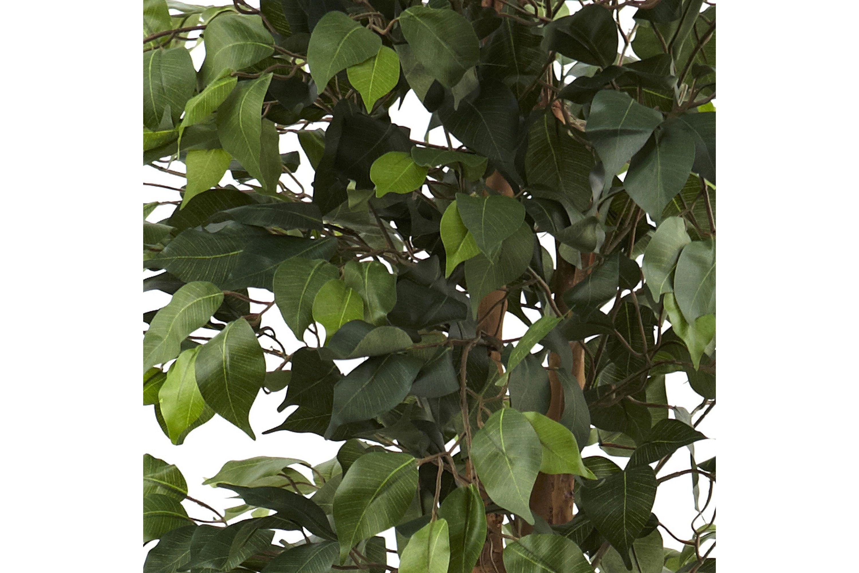 6.5 Foot Ficus with Decorative Planter