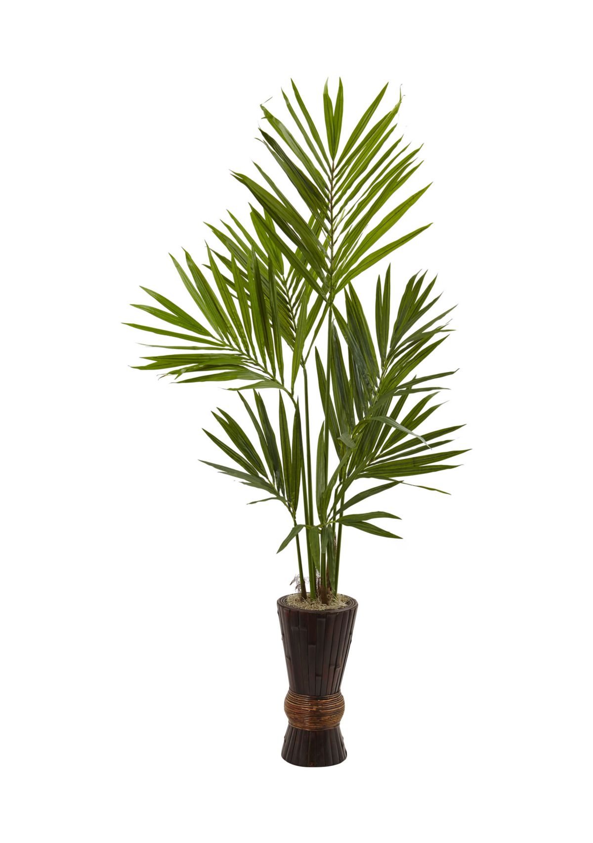Kentia Tree with Bamboo Planter