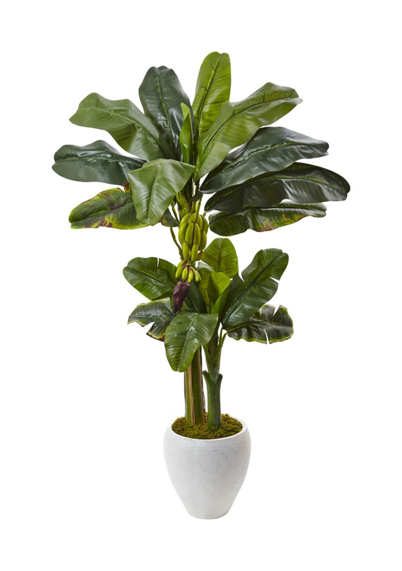 Double Stalk Banana Tree in Planter
