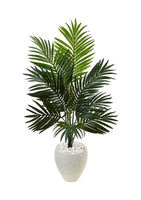 Kentia Palm Tree in Oval Planter