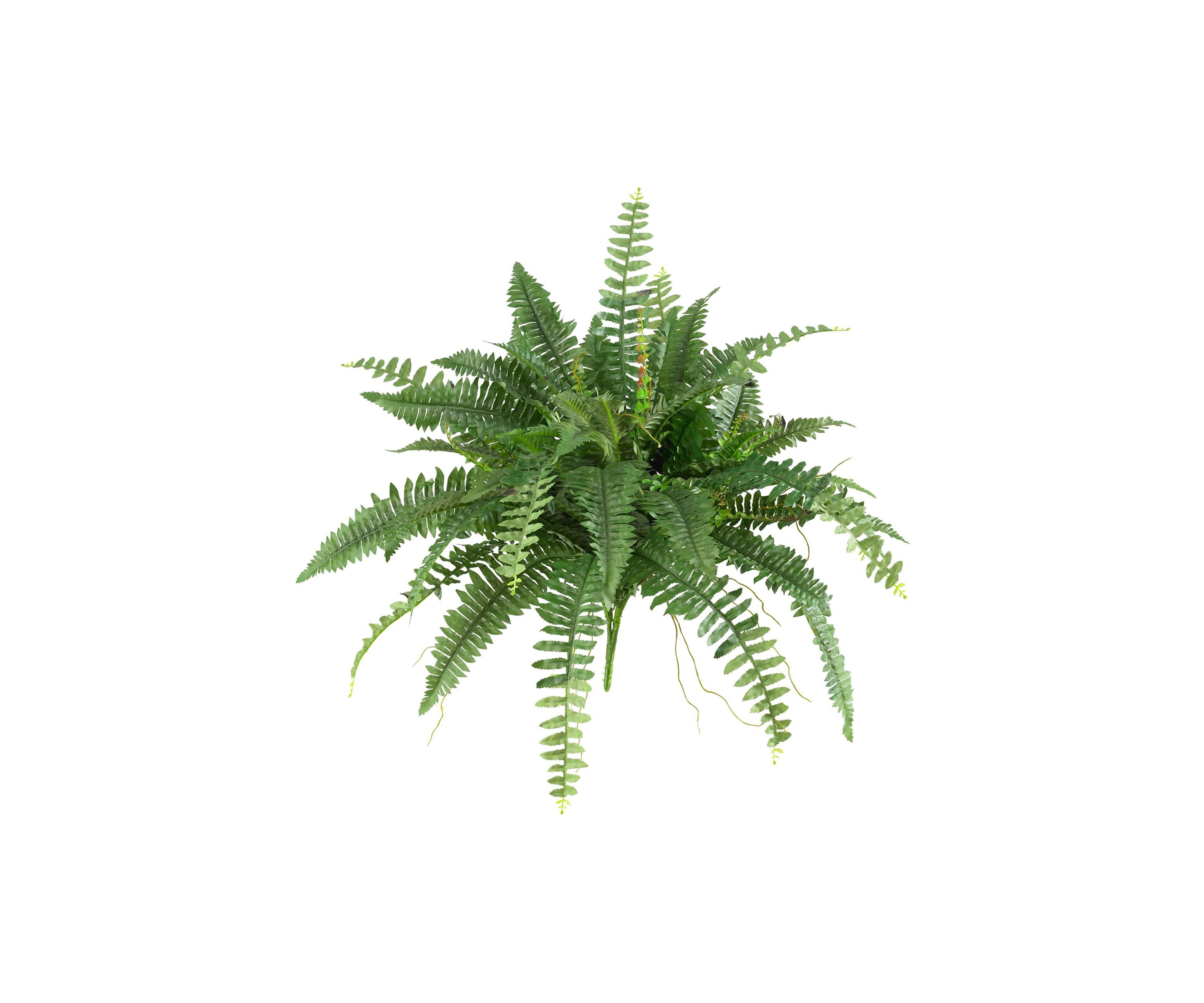 40-Inch Boston Fern (Set of 2)