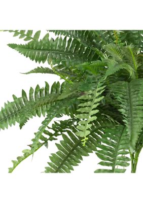 40-Inch Boston Fern (Set of 2)