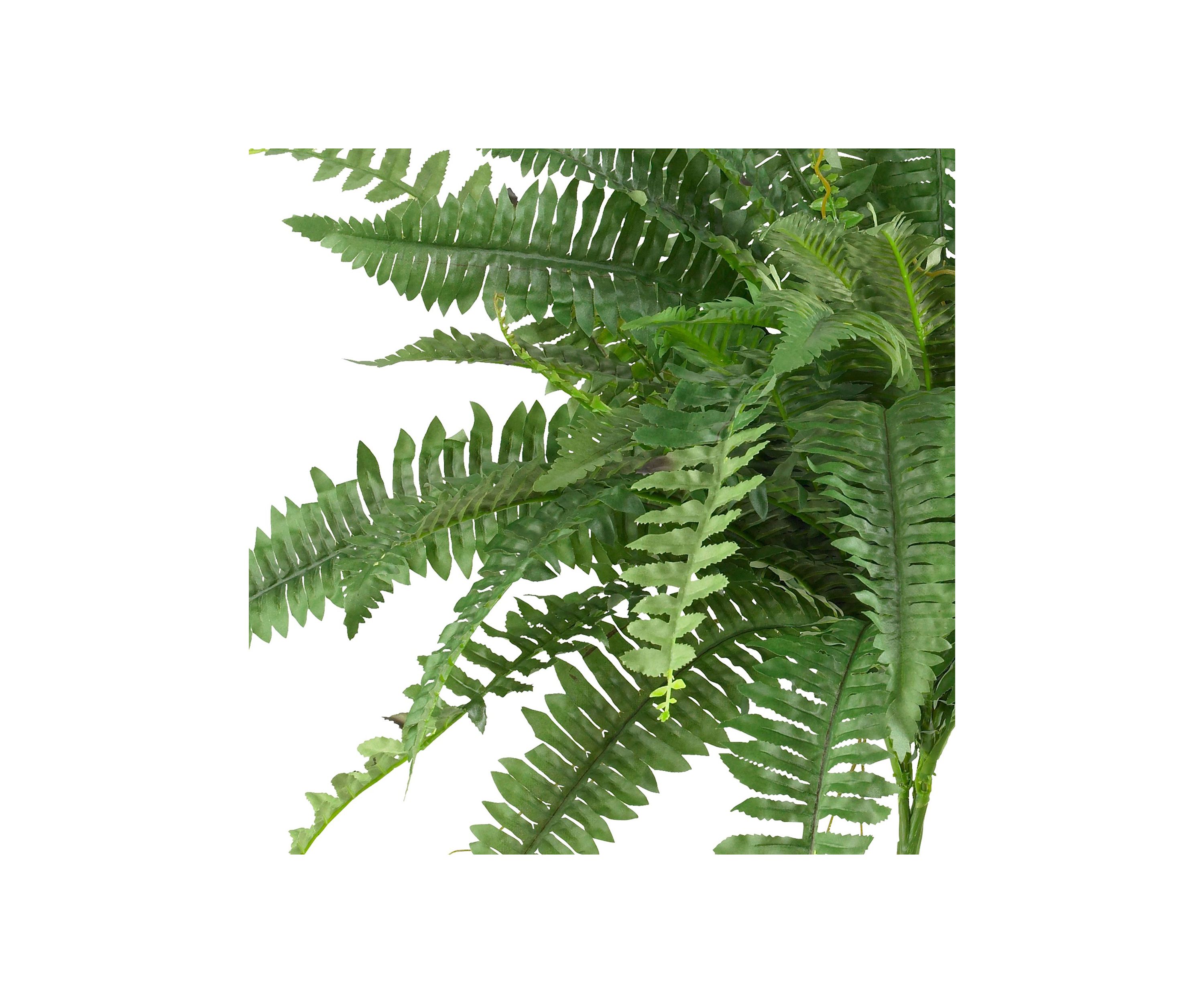 40-Inch Boston Fern (Set of 2)
