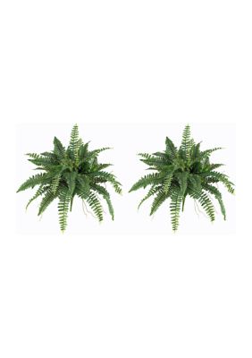 40-Inch Boston Fern (Set of 2)