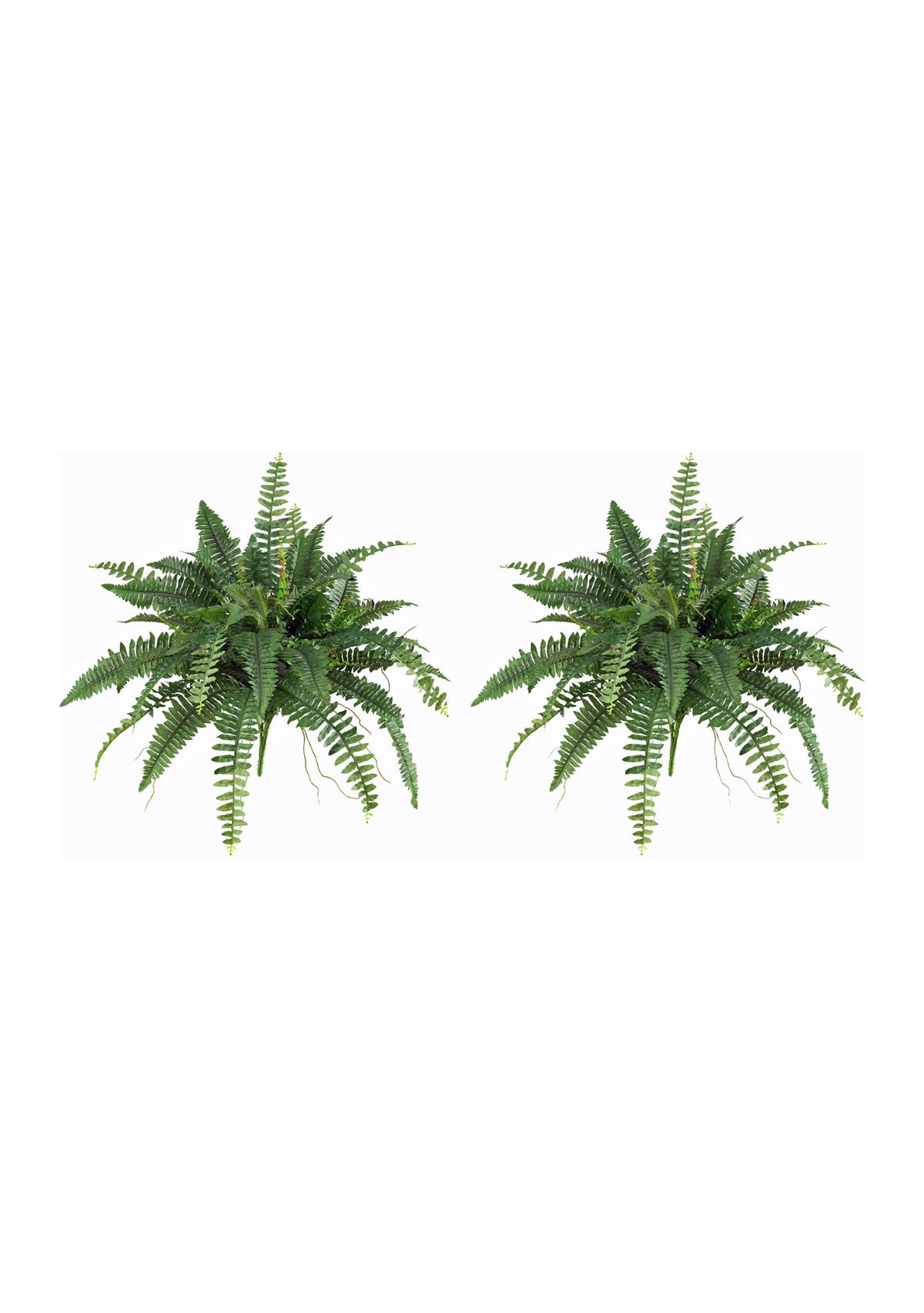 40-Inch Boston Fern (Set of 2)