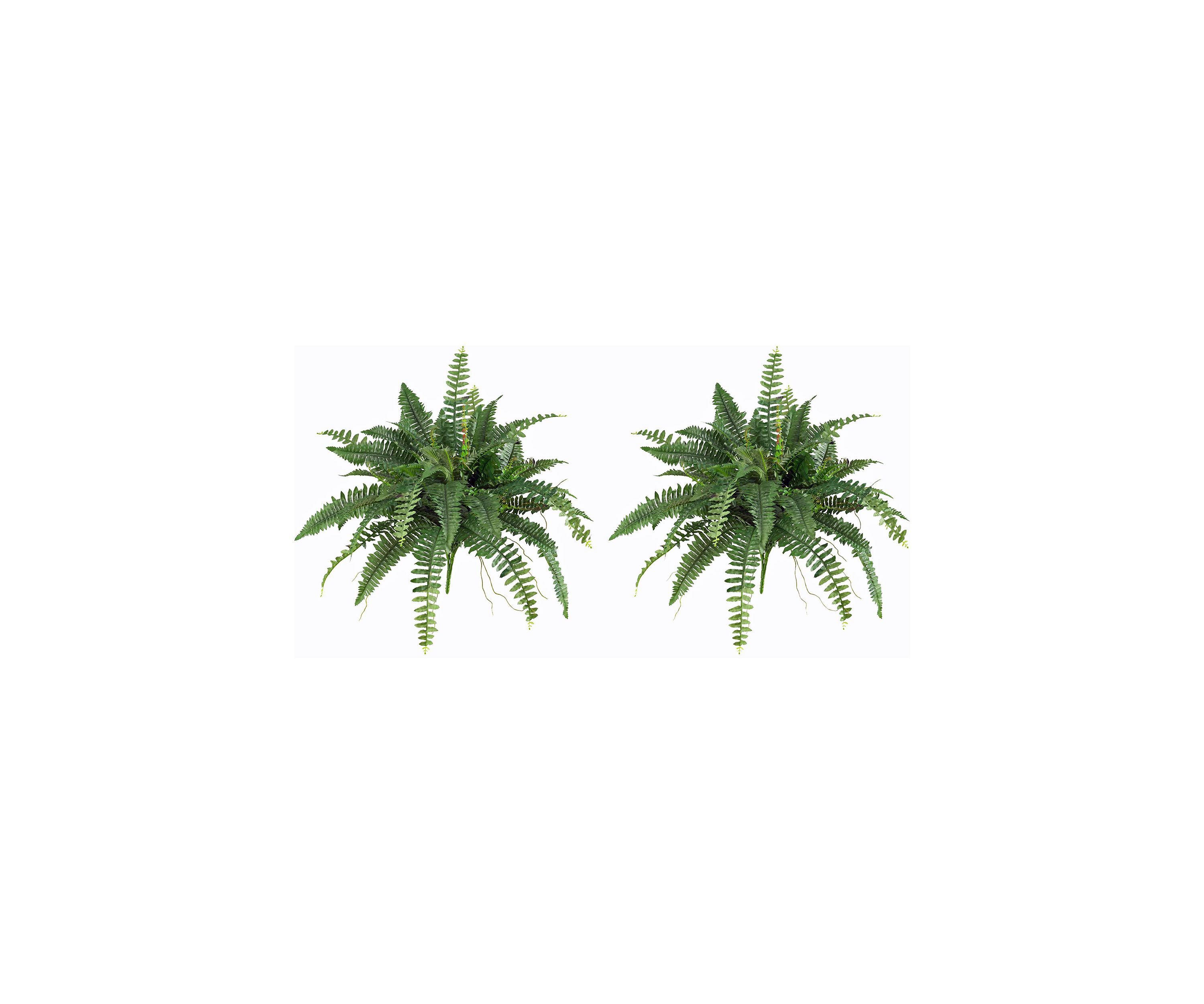 40-Inch Boston Fern (Set of 2)