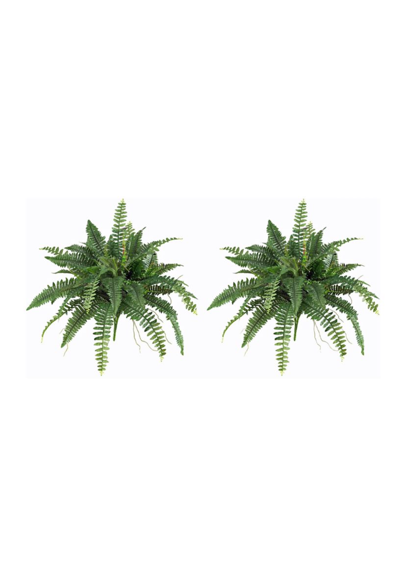 40-Inch Boston Fern (Set of 2)