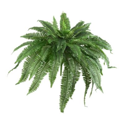 48-Inch Boston Fern (Set of 2)