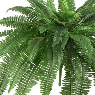 48-Inch Boston Fern (Set of 2)