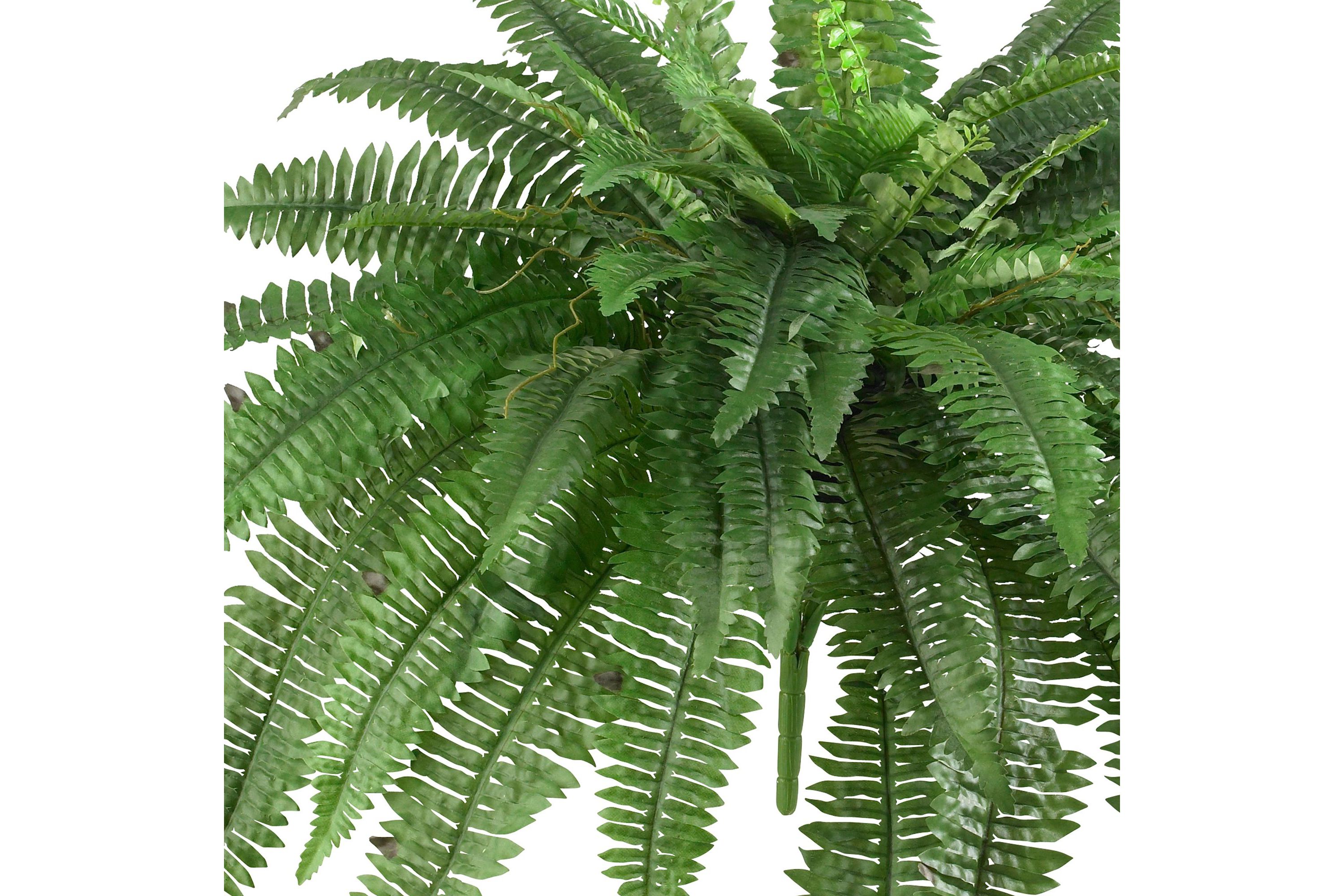 48-Inch Boston Fern (Set of 2)