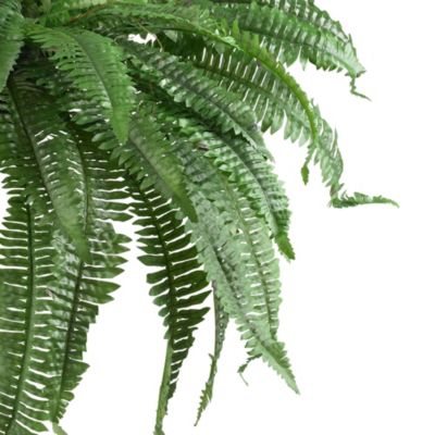 48-Inch Boston Fern (Set of 2)