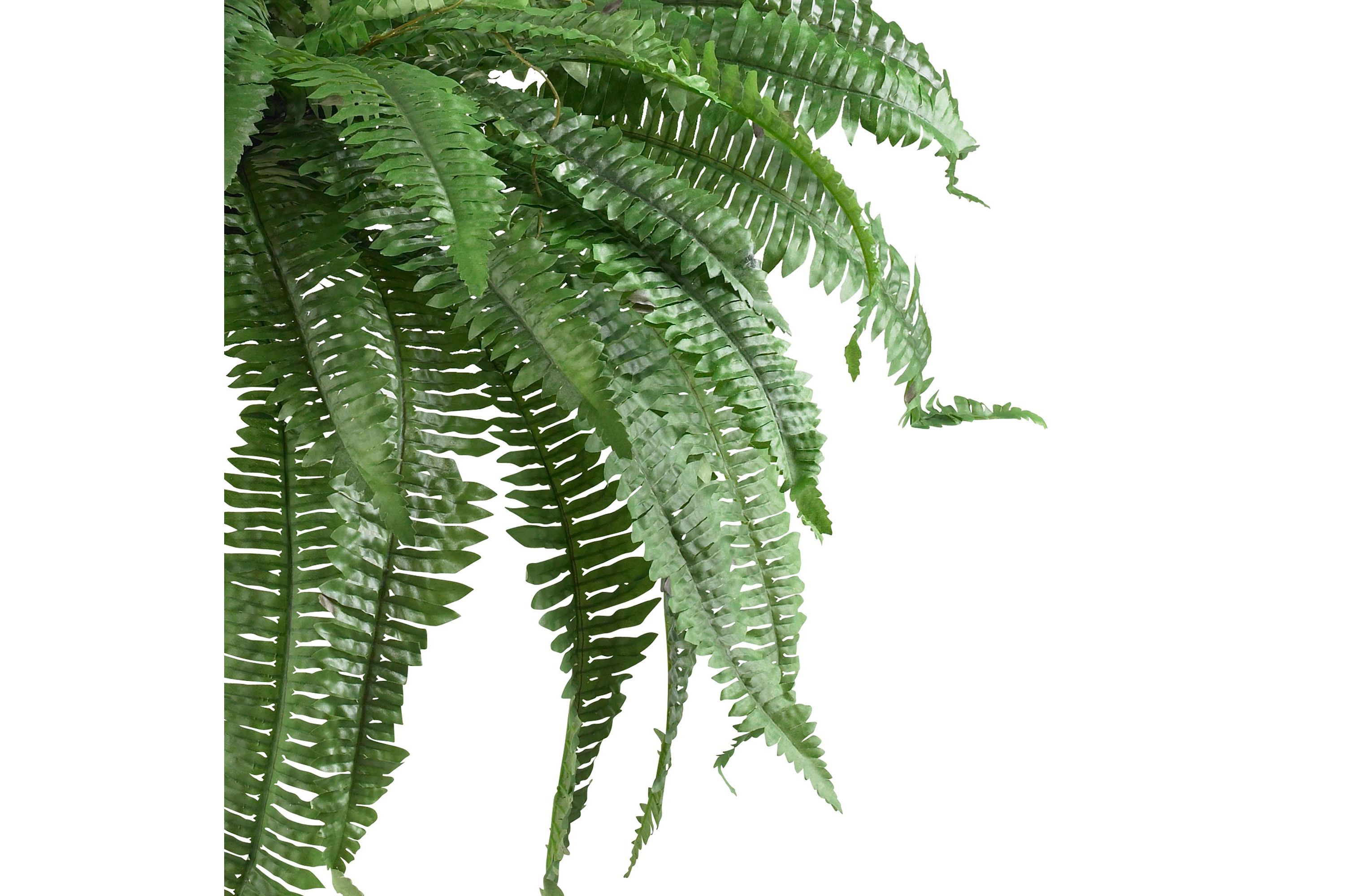 48-Inch Boston Fern (Set of 2)