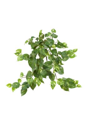 Pothos Hanging Bush - Set of 3