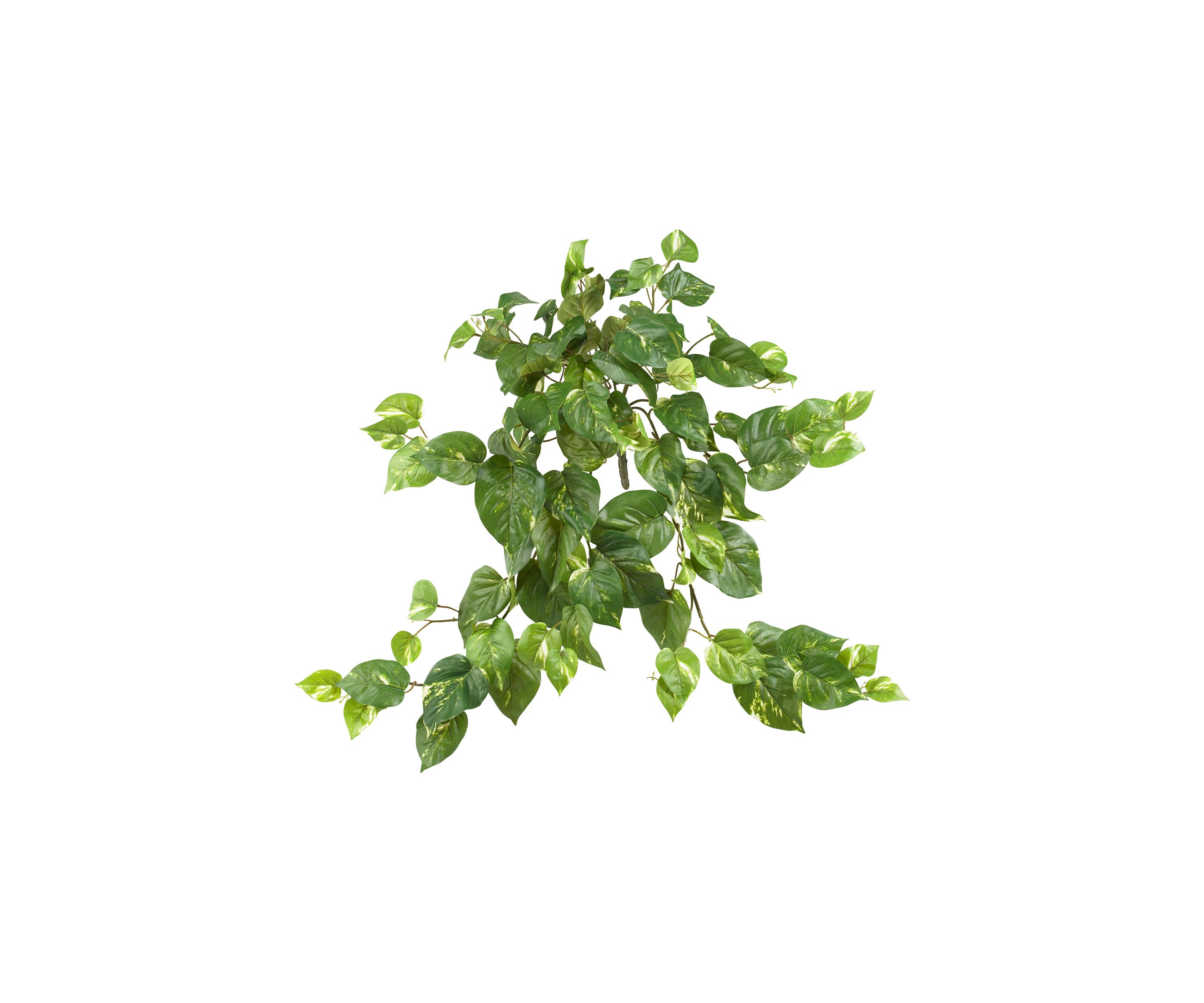 Pothos Hanging Bush - Set of 3