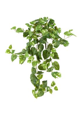 Pothos Hanging Bush - Set of 3