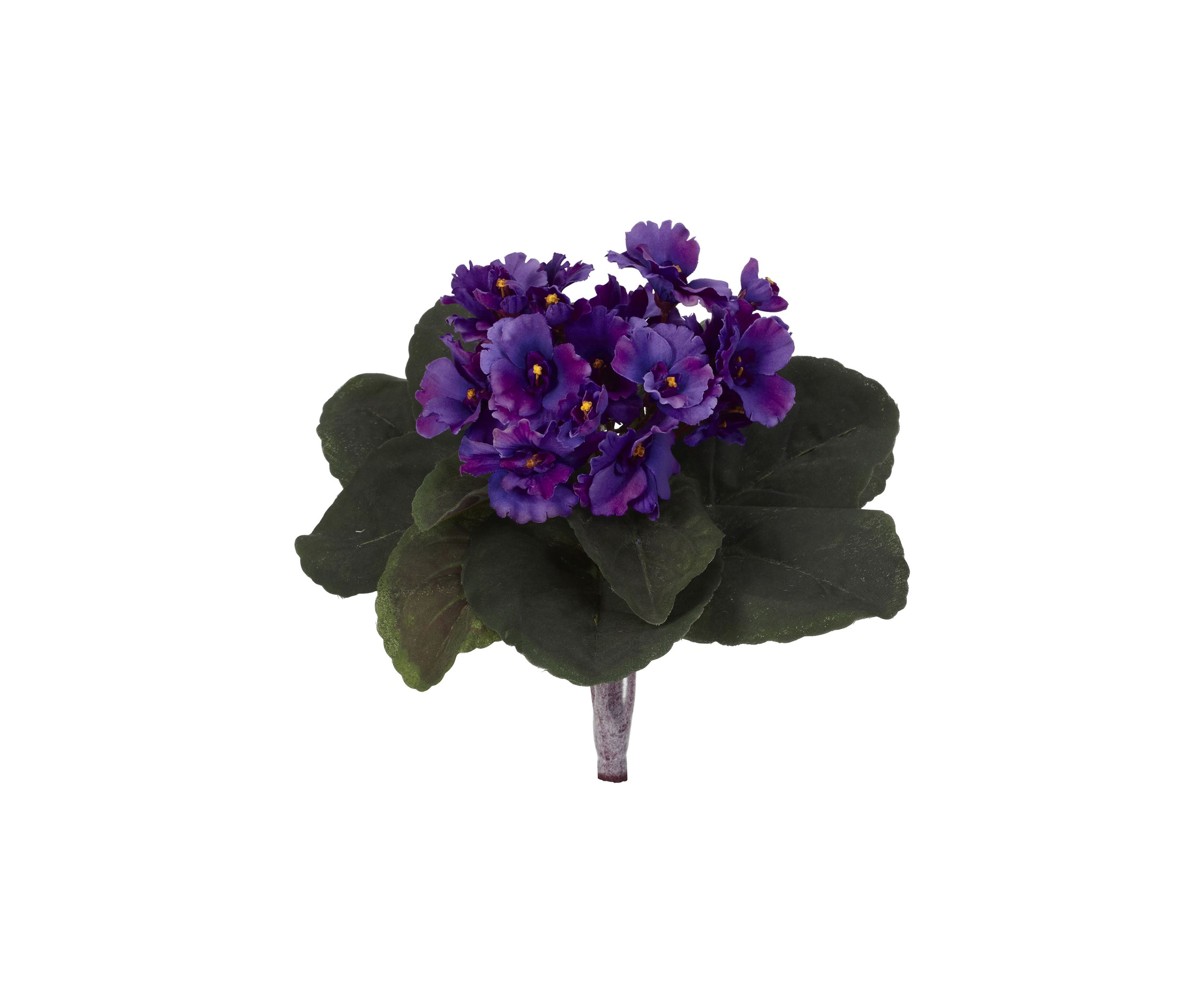 African Violet  Plant - Set of 6