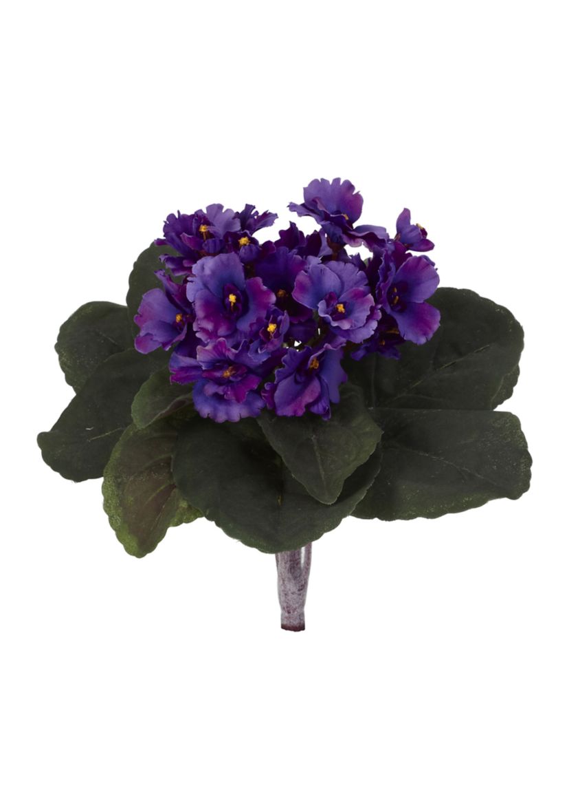 African Violet  Plant - Set of 6