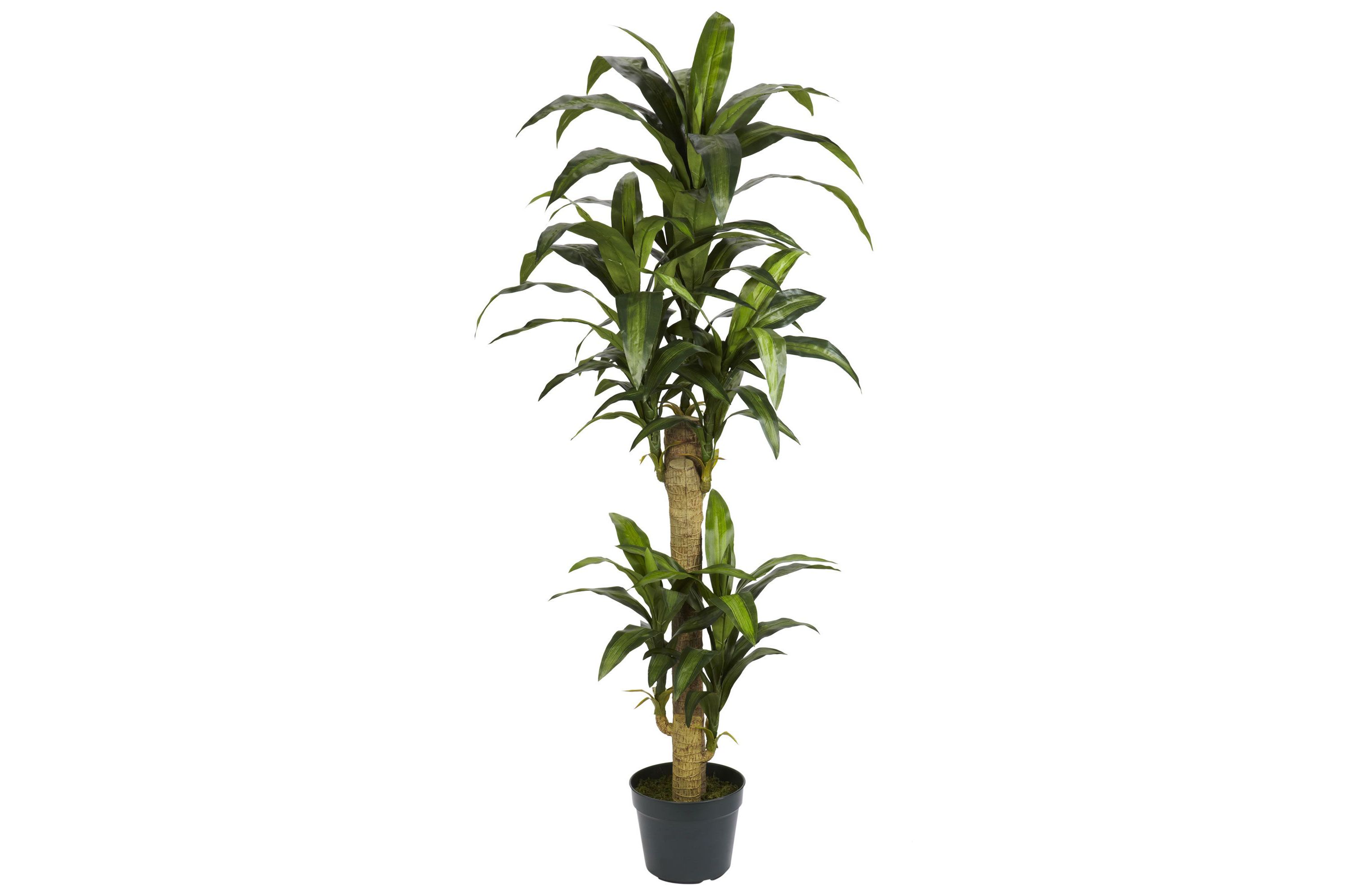 5 Foot Yucca Silk Plant