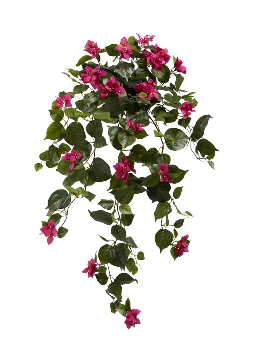 Bougainvillea Hanging  Plant - Set of 2