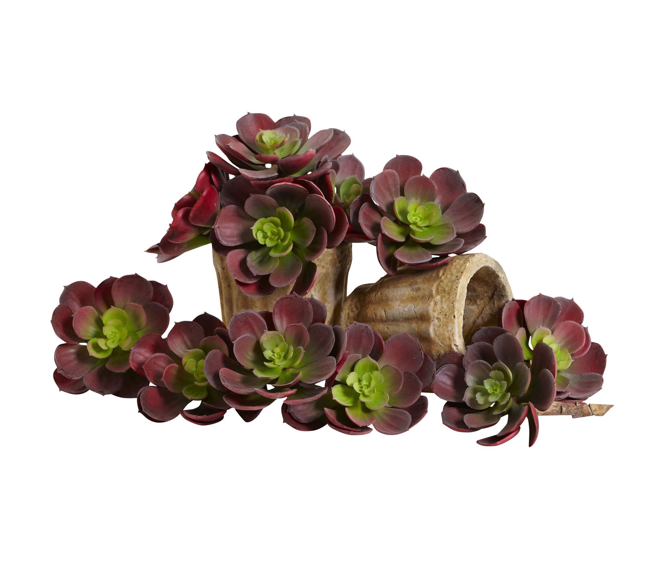 5-Inch Echeveria Succulent Plant (Set of 12)