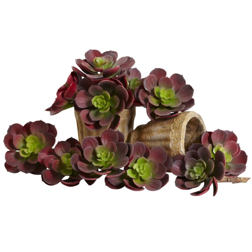 5-Inch Echeveria Succulent Plant (Set of 12)