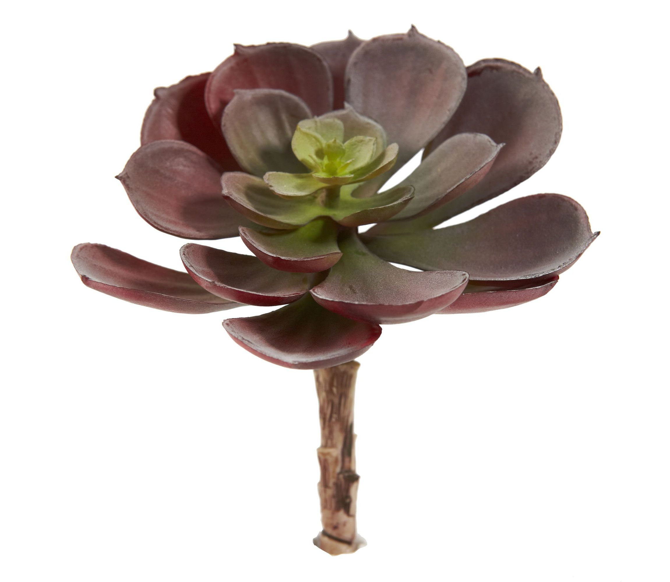 5-Inch Echeveria Succulent Plant (Set of 12)