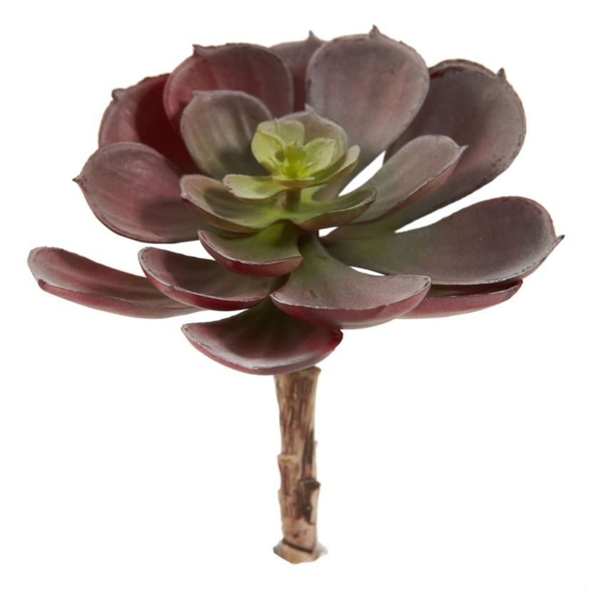 5-Inch Echeveria Succulent Plant (Set of 12)