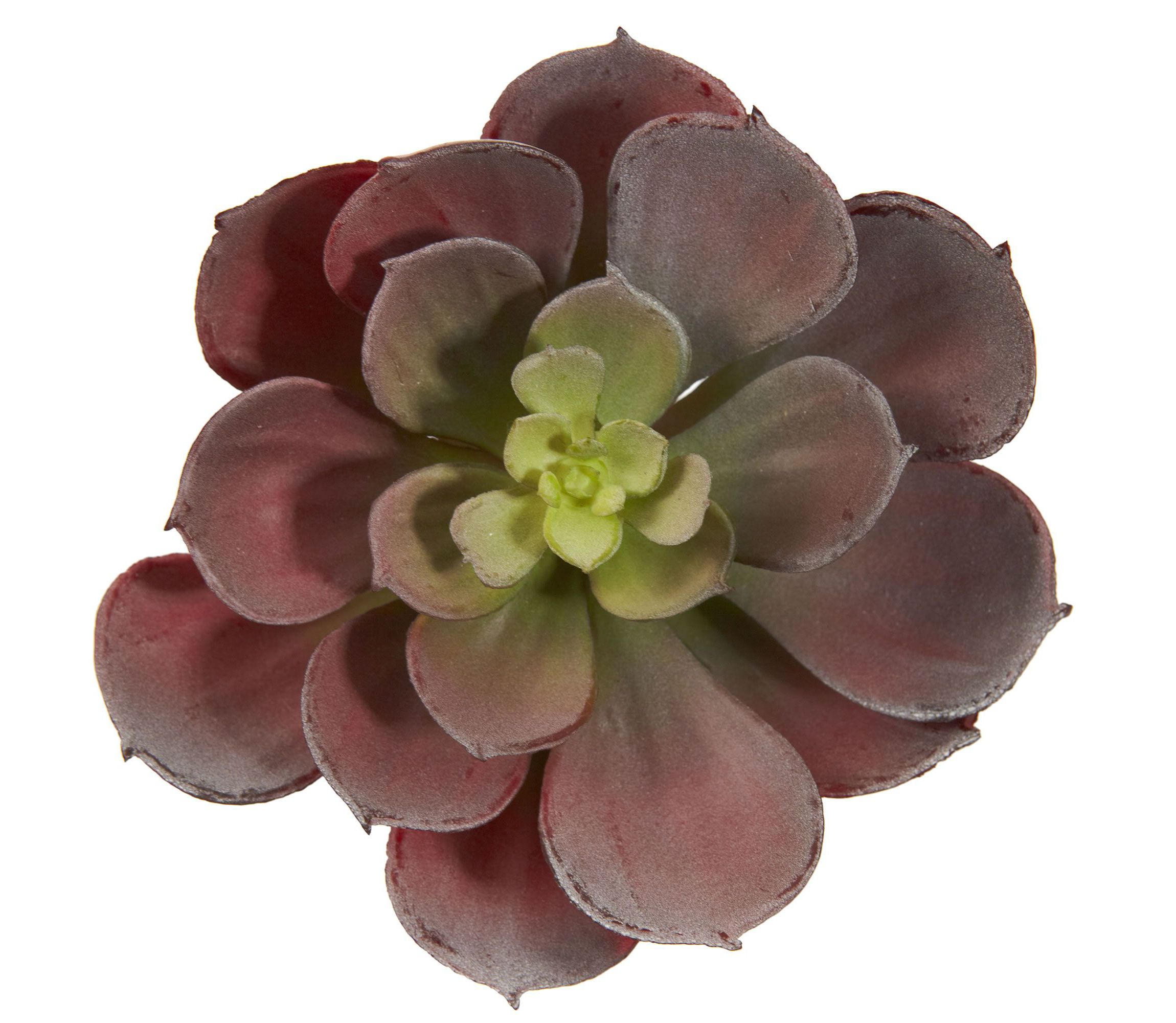5-Inch Echeveria Succulent Plant (Set of 12)