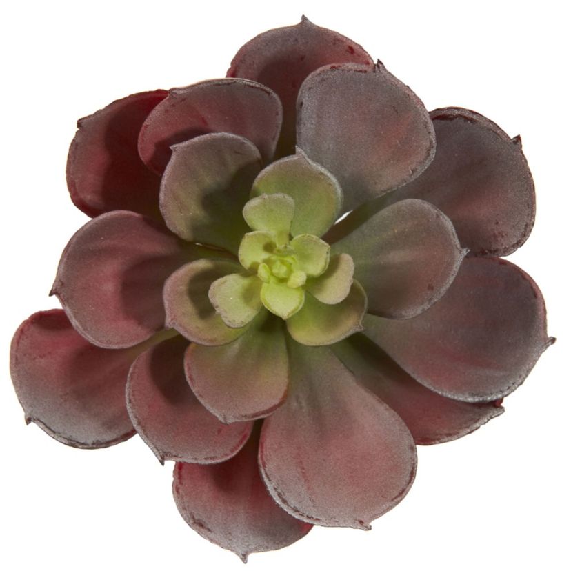 5-Inch Echeveria Succulent Plant (Set of 12)