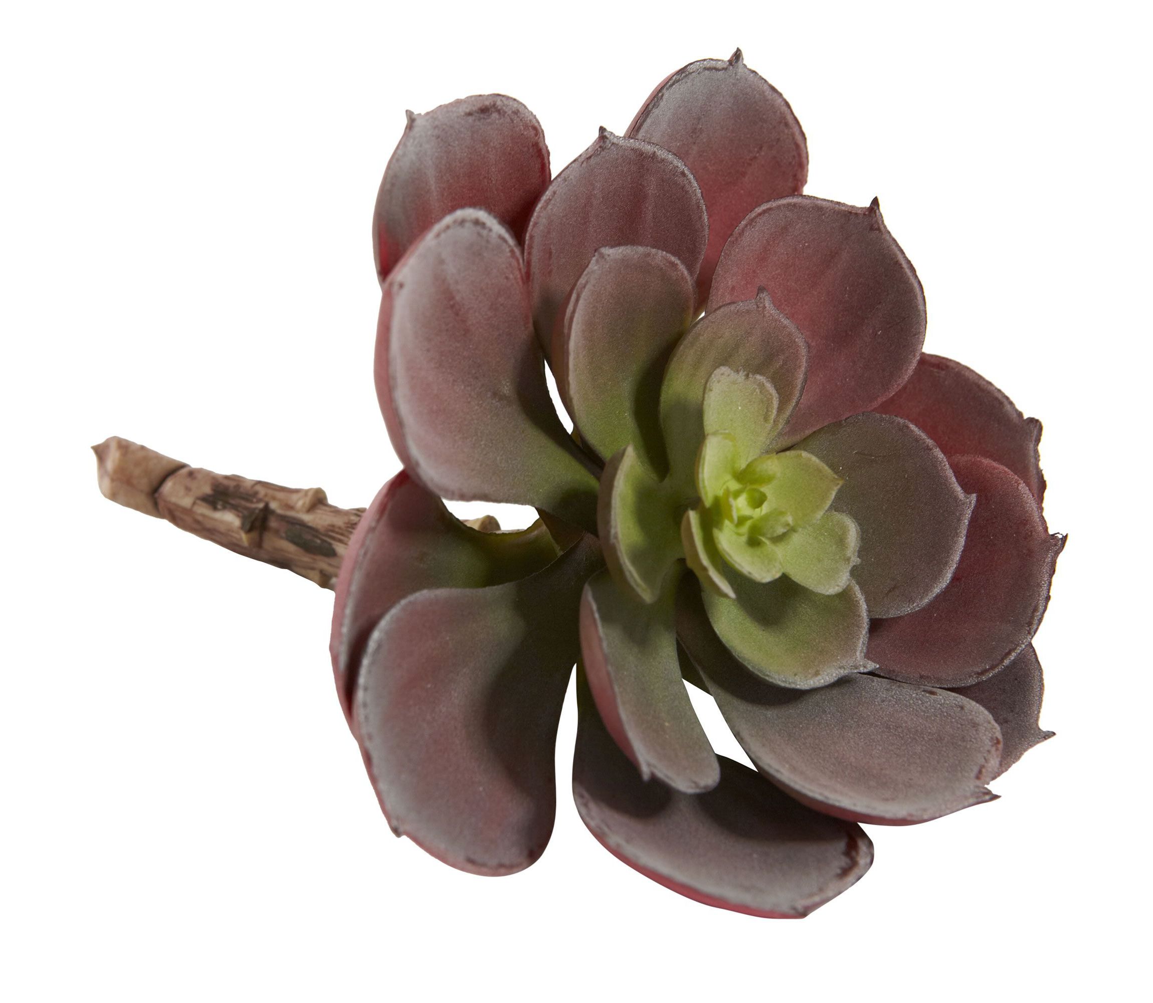 5-Inch Echeveria Succulent Plant (Set of 12)
