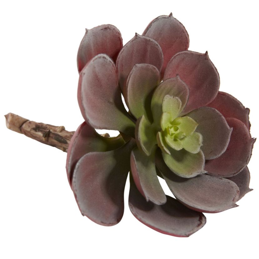 5-Inch Echeveria Succulent Plant (Set of 12)