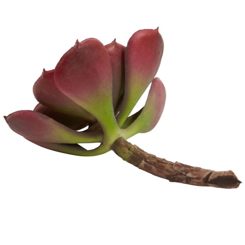 5-Inch Echeveria Succulent Plant (Set of 12)